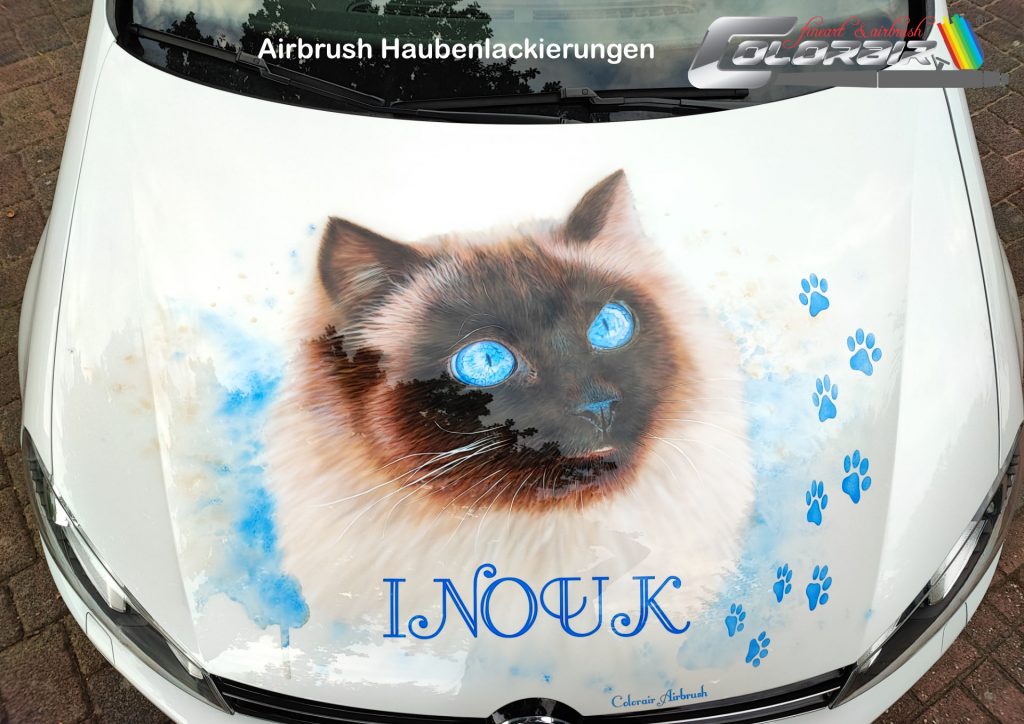 Birma Katze Portrait auf Golf Motorhaube